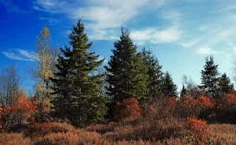 Waldgrundstück bei Erkheim